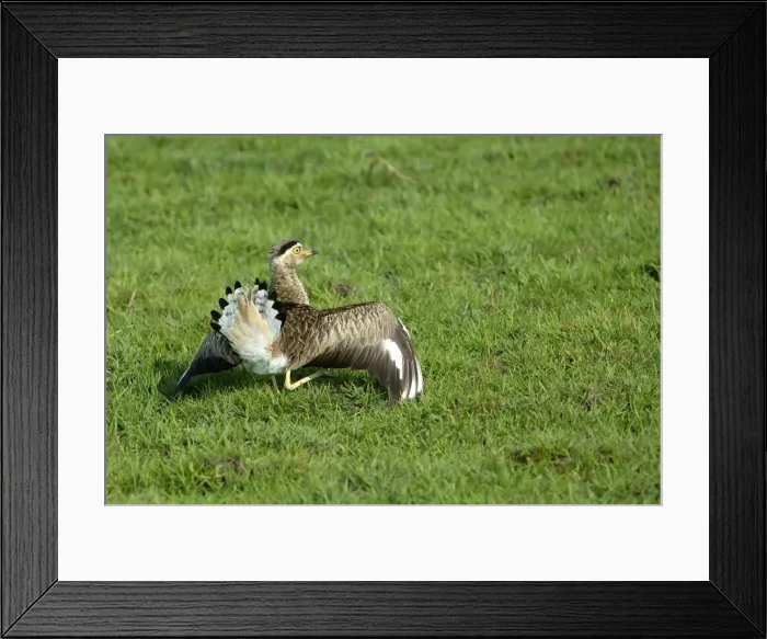 Framed Print : Double Strippd Thick Knee Framed Print : Double Strippd Thick Knee