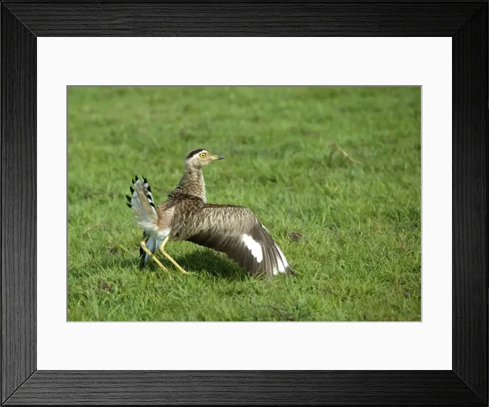 Framed Print : Double Strippd Thick Knee Framed Print : Double Strippd Thick Knee