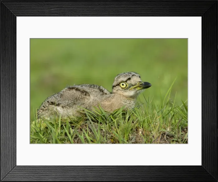 Framed Print : Double Strippd Thick Knee Framed Print : Double Strippd Thick Knee