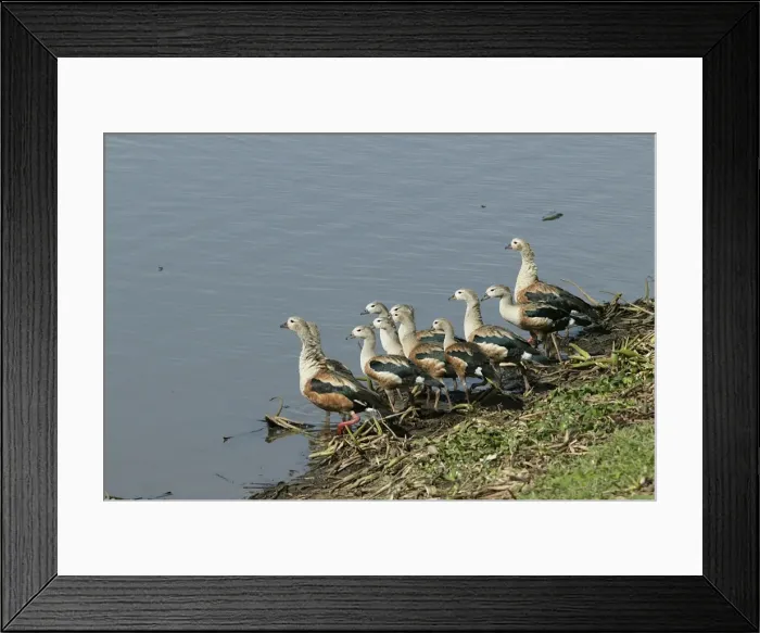 Framed Print : Orinoco Goose Framed Print : Orinoco Goose