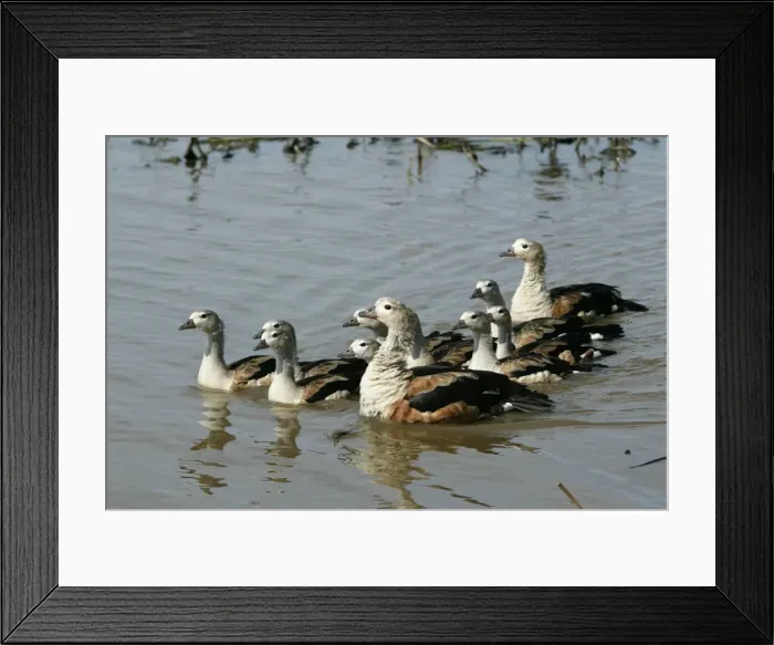 Framed Print : Orinoco Goose Framed Print : Orinoco Goose