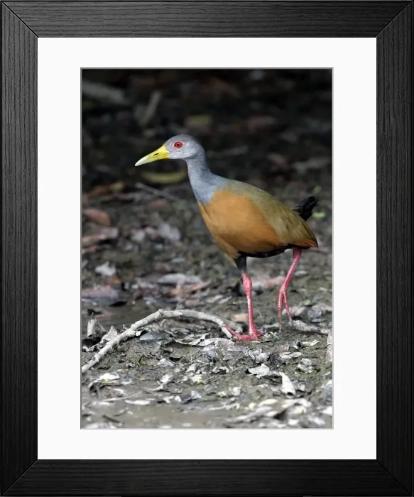 Framed Print : Grey necked Wood Rail Framed Print : Grey necked Wood Rail