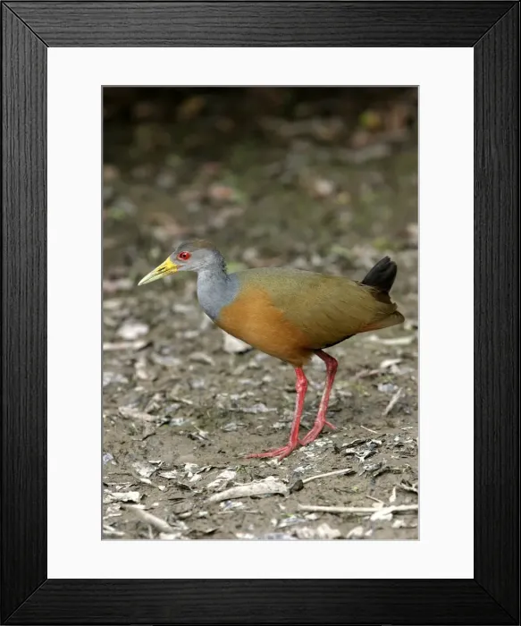 Framed Print : Grey necked Wood Rail Framed Print : Grey necked Wood Rail
