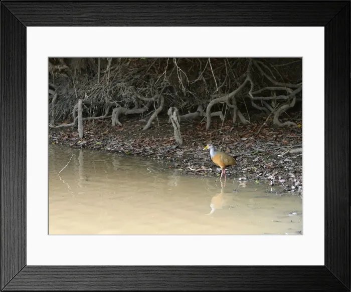 Framed Print : Grey necked Wood Rail Framed Print : Grey necked Wood Rail