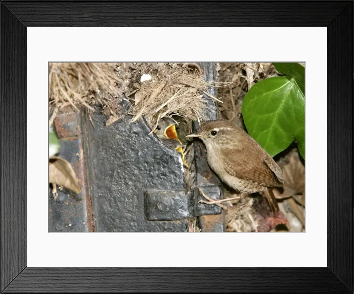 Framed Print : Troglodyte au nid Wren Troglodytes troglodyte Framed Print : Troglodyte au nid Wren Troglodytes troglodyte