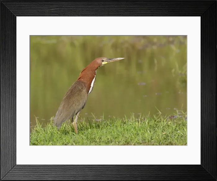 Framed Print : Rufescent Tiger