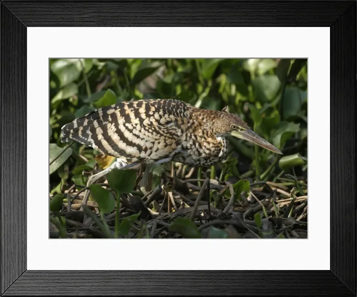 Framed Print : Rufescent Tiger Framed Print : Rufescent Tiger