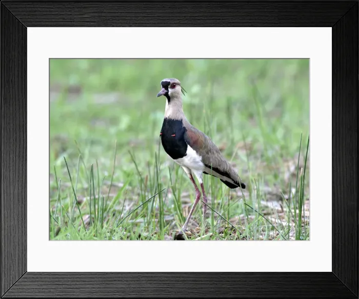 Framed Print : Southern Lapwing Framed Print : Southern Lapwing
