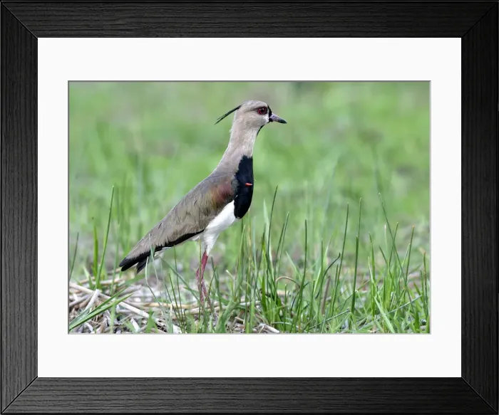 Framed Print : Southern Lapwing Framed Print : Southern Lapwing