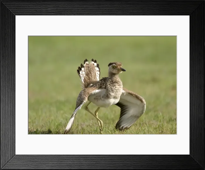 Framed Print : Double Strippd Thick Knee Framed Print : Double Strippd Thick Knee