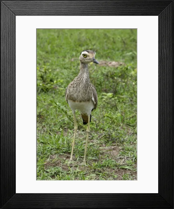 Framed Print : Double Strippd Thick Knee Framed Print : Double Strippd Thick Knee
