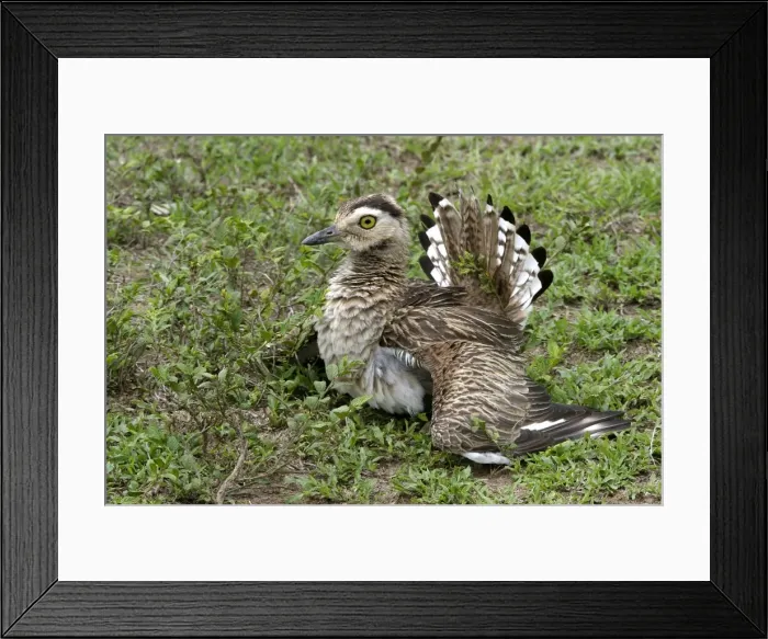 Framed Print : Double Strippd Thick Knee Framed Print : Double Strippd Thick Knee