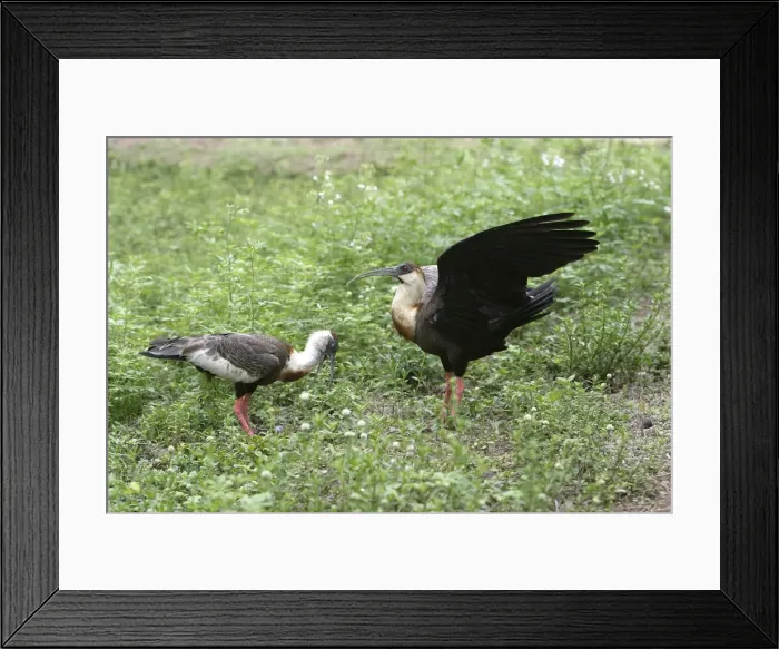 Framed Print : Ibis a cou blanc Buff necked Ibis Theristicus caudatus Framed Print : Ibis a cou blanc Buff necked Ibis Theristicus caudatus