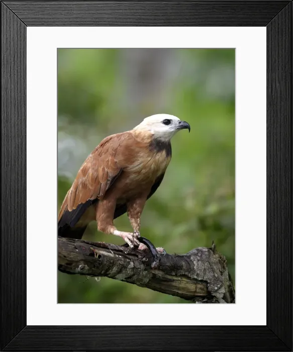 Framed Print : Black Collared Hawk Framed Print : Black Collared Hawk
