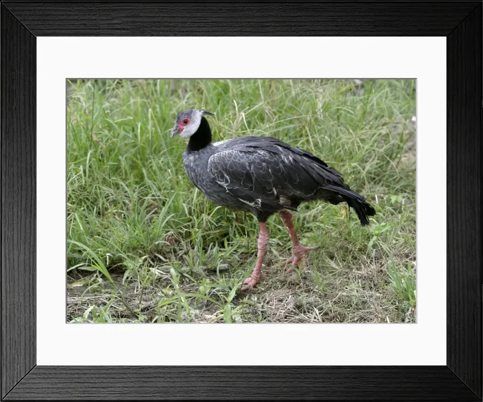 Framed Print : Crested screamer Framed Print : Crested screamer