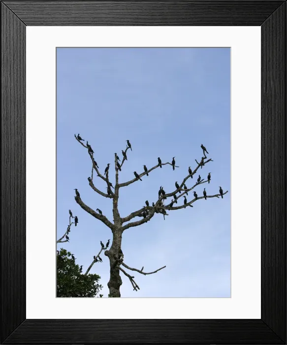 Framed Print : Olivaceus Cormorant Framed Print : Olivaceus Cormorant