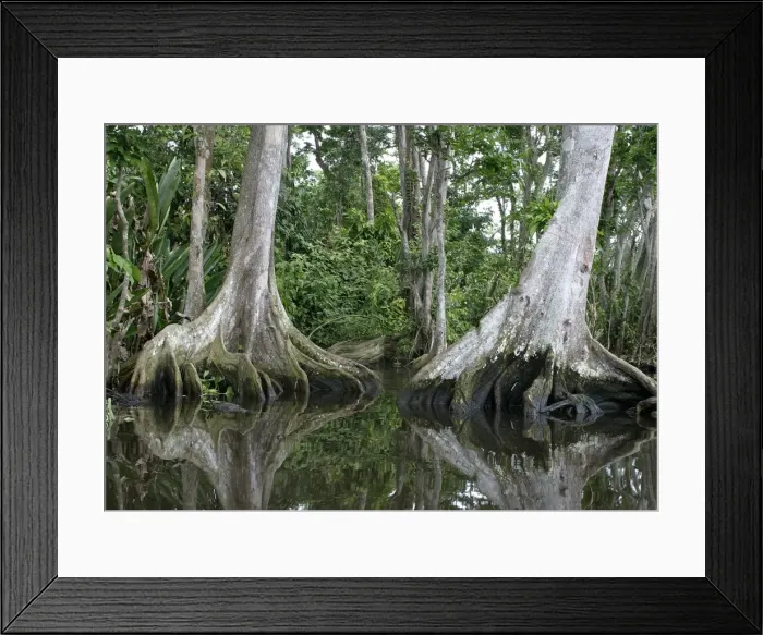 Framed Print : Tropical Forest Framed Print : Tropical Forest