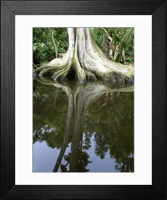 Framed Print : Tropical Forest Framed Print : Tropical Forest