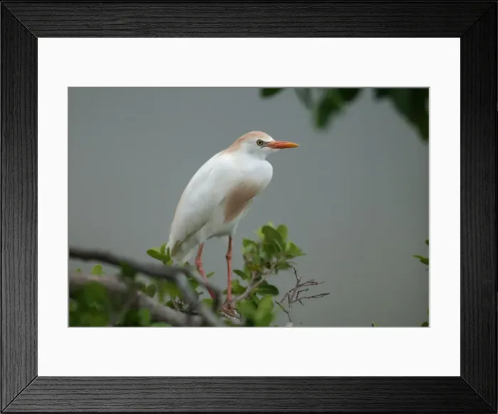 Framed Print : Cattle Egret Framed Print : Cattle Egret