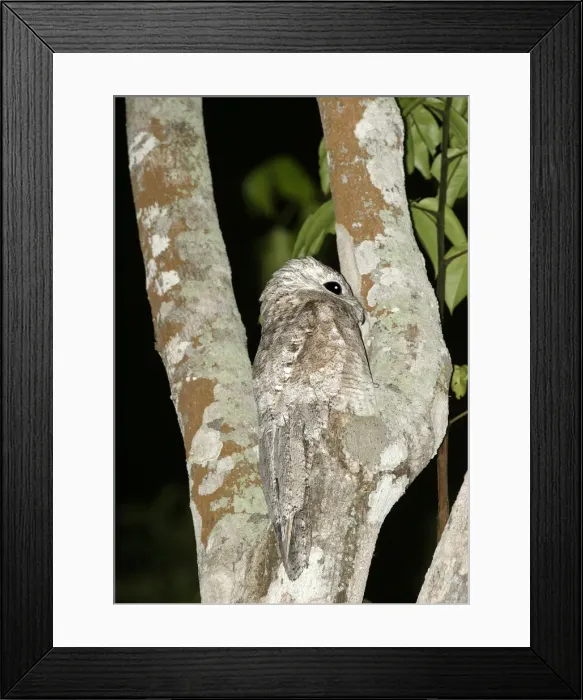 Framed Print : Great Potoo Framed Print : Great Potoo