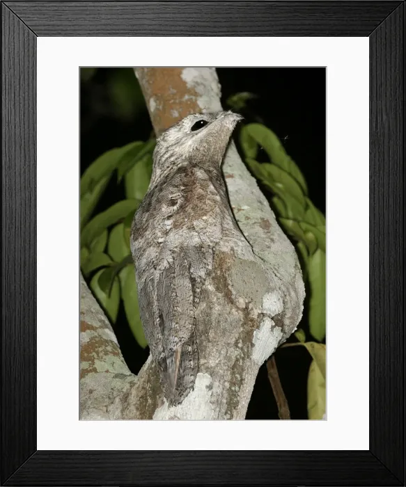 Framed Print : Great Potoo Framed Print : Great Potoo