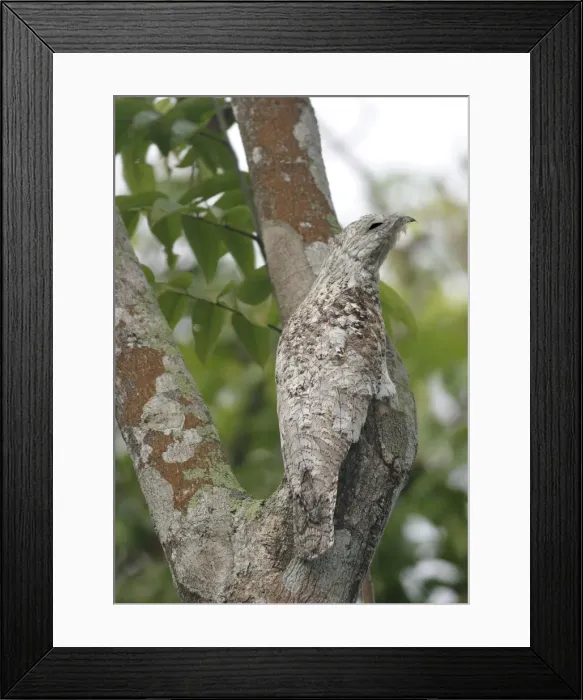 Framed Print : Great Potoo Framed Print : Great Potoo