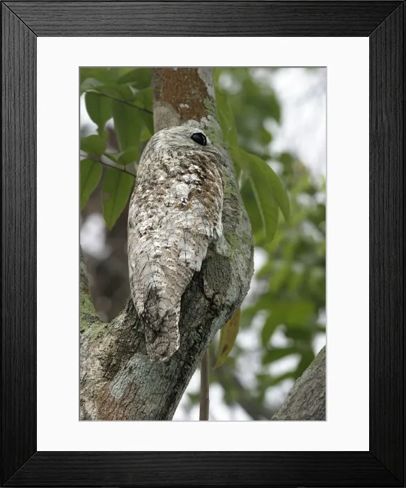 Framed Print : Great Potoo Framed Print : Great Potoo