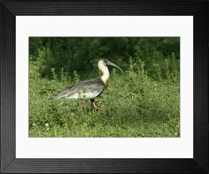 Framed Print : Ibis a cou blanc Buff necked Ibis Theristicus caudatus Framed Print : Ibis a cou blanc Buff necked Ibis Theristicus caudatus