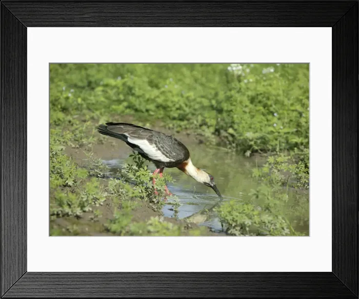 Framed Print : Ibis a cou blanc Buff necked Ibis Theristicus caudatus Framed Print : Ibis a cou blanc Buff necked Ibis Theristicus caudatus