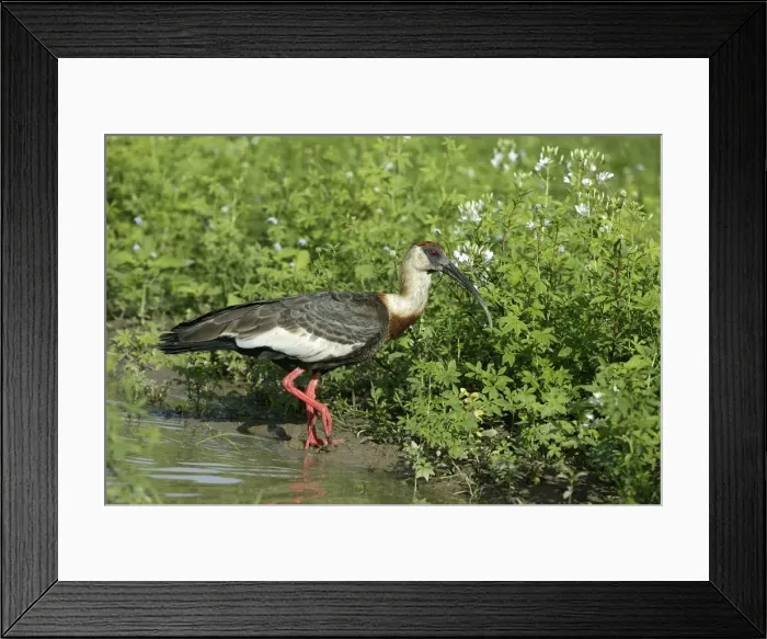 Framed Print : Ibis a cou blanc Buff necked Ibis Theristicus caudatus Framed Print : Ibis a cou blanc Buff necked Ibis Theristicus caudatus