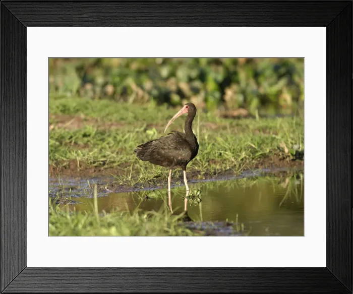 Framed Print : Bare faced Ibis Framed Print : Bare faced Ibis