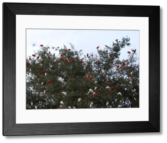 Framed Print : Dormitory ibises Framed Print : Dormitory ibises