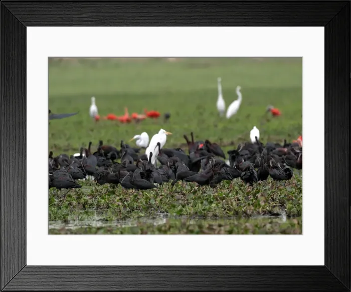 Framed Print : Glossy Ibis Framed Print : Glossy Ibis
