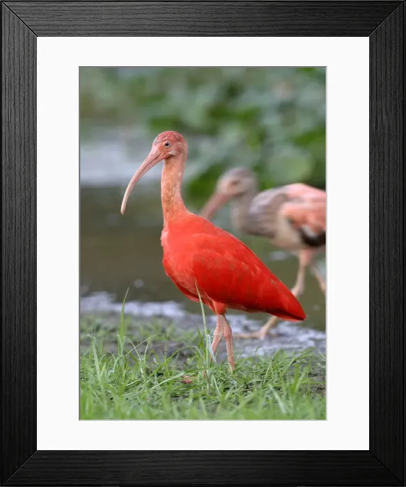 Framed Print : Red Ibis. WAT-9055. Scarlet Ibis. Llanos, Venezuela Framed Print : Red Ibis. WAT-9055. Scarlet Ibis. Llanos, Venezuela