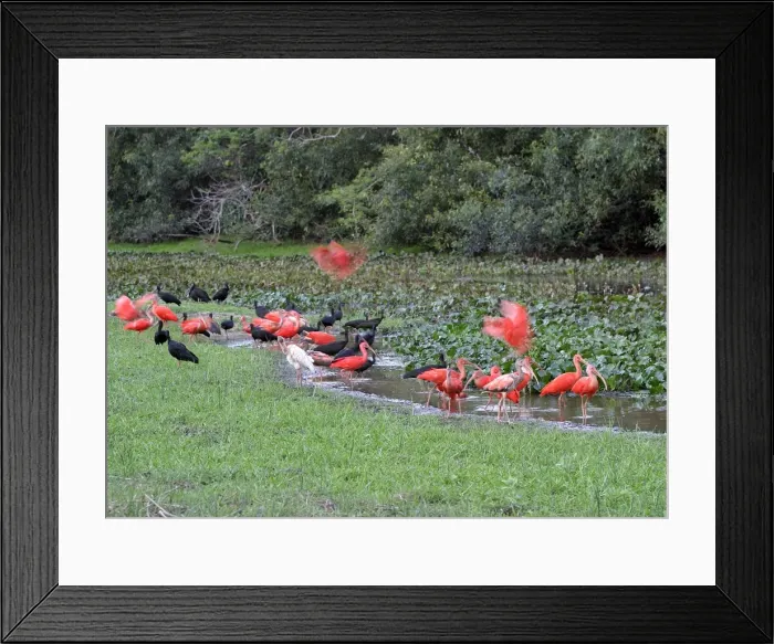 Framed Print : Red Ibis. WAT-9056. Scarlet Ibis - group with Glossy Ibis Framed Print : Red Ibis. WAT-9056. Scarlet Ibis - group with Glossy Ibis
