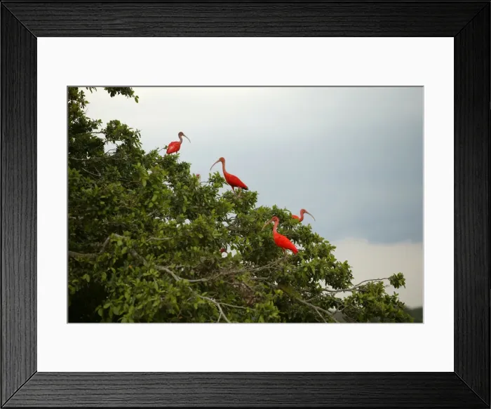 Framed Print : Red Ibis. WAT-9057. Scarlet Ibis - group in tree Framed Print : Red Ibis. WAT-9057. Scarlet Ibis - group in tree