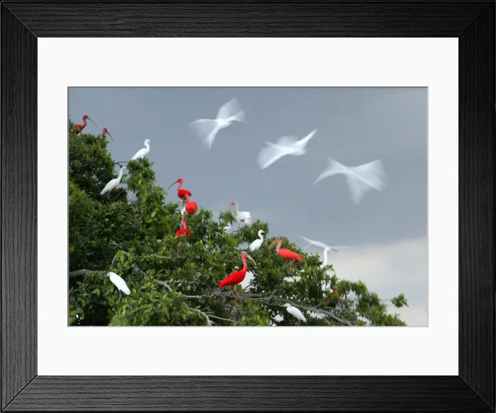 Framed Print : Red Ibis. WAT-9061. Scarlet Ibis - group in tree with Egrets Framed Print : Red Ibis. WAT-9061. Scarlet Ibis - group in tree with Egrets