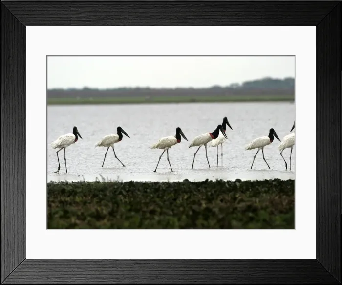 Framed Print : Jabiru - group. Llanos, Venezuela Framed Print : Jabiru - group. Llanos, Venezuela