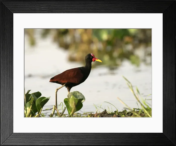 Framed Print : Wattled Jacana