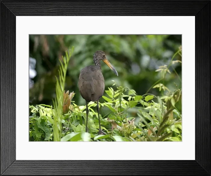 Framed Print : Limpkin. Llanos Venezuela Framed Print : Limpkin. Llanos Venezuela