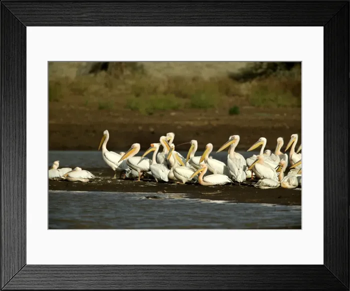 Framed Print : Pelican blanc Framed Print : Pelican blanc