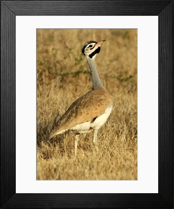 Framed Print : Outarde a ventre blanc Framed Print : Outarde a ventre blanc