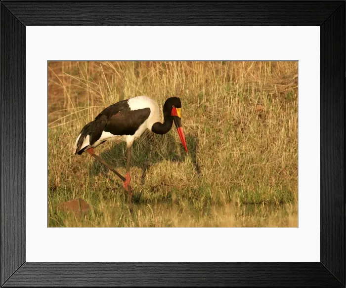 Framed Print : Marabout du Senegal Framed Print : Marabout du Senegal