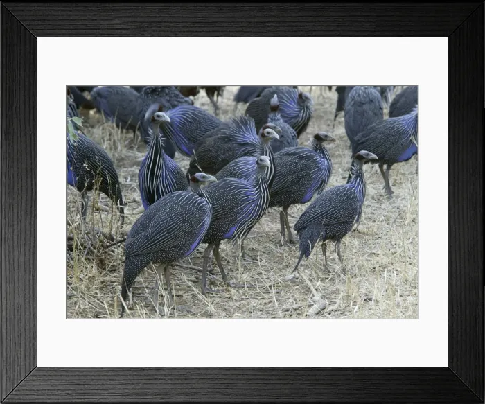 Framed Print : Pintade vulturine Framed Print : Pintade vulturine
