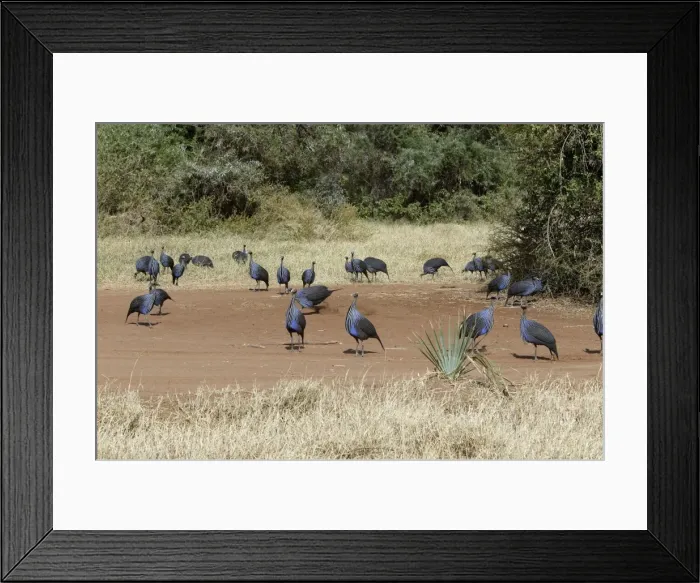 Framed Print : Pintade vulturine Framed Print : Pintade vulturine