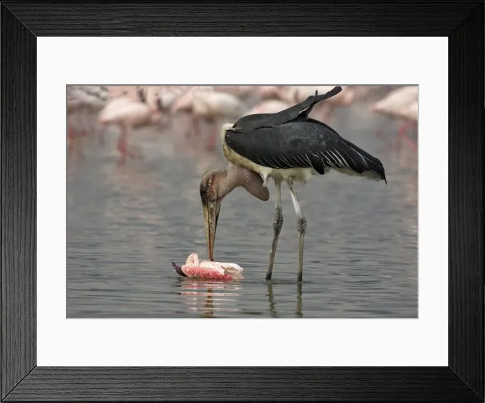 Framed Print : Marabout. WAT-9111. Marabou Stork - eating flamingo Framed Print : Marabout. WAT-9111. Marabou Stork - eating flamingo