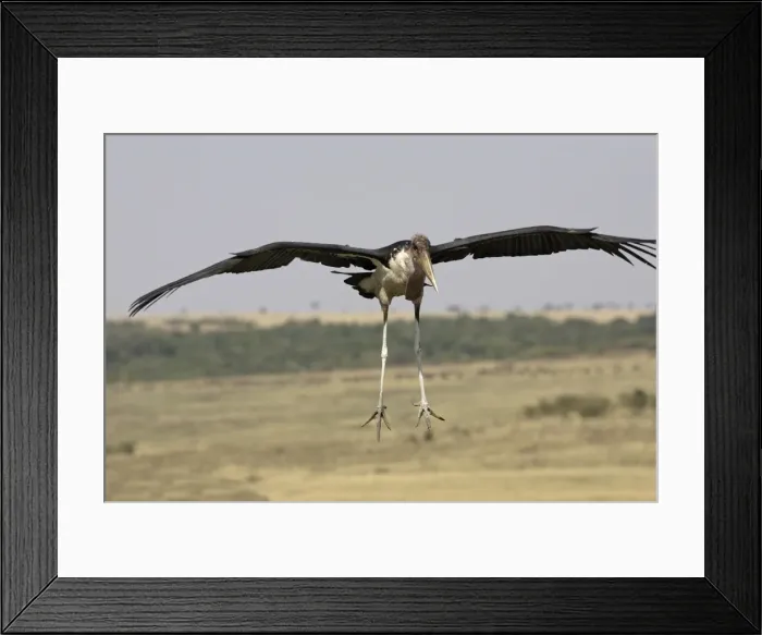 Framed Print : marabout Marabou Stork Leptoptilos crumeniferus Framed Print : marabout Marabou Stork Leptoptilos crumeniferus