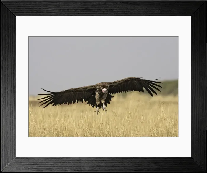 Framed Print : Vautour oricou Framed Print : Vautour oricou