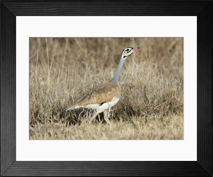 Framed Print : Outarde a ventre blanc Framed Print : Outarde a ventre blanc