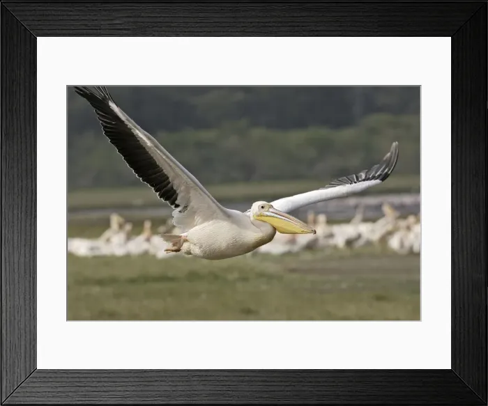 Framed Print : Pelican blanc Framed Print : Pelican blanc